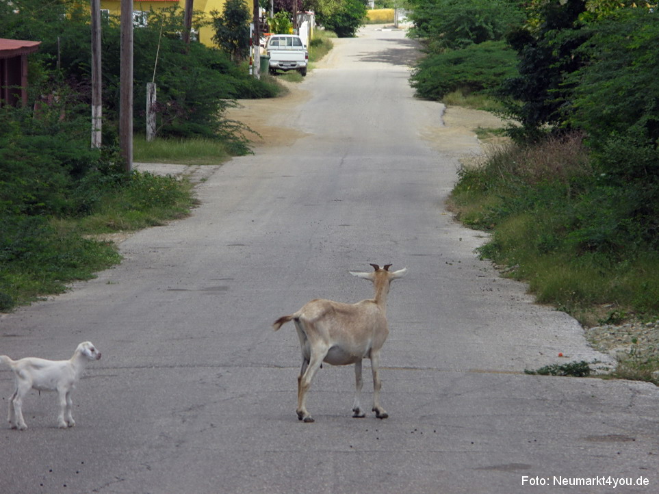 0041 Insel Bonaire 2009